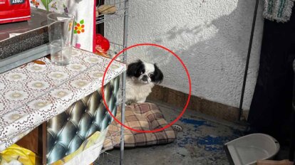 Ein Hund sitzt auf einem verdreckten Balkon.