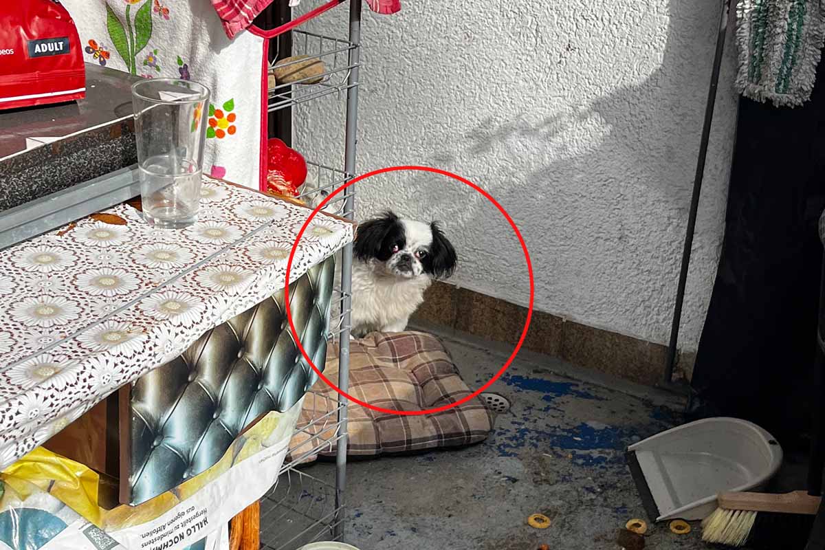 Ein Hund sitzt auf einem verdreckten Balkon.