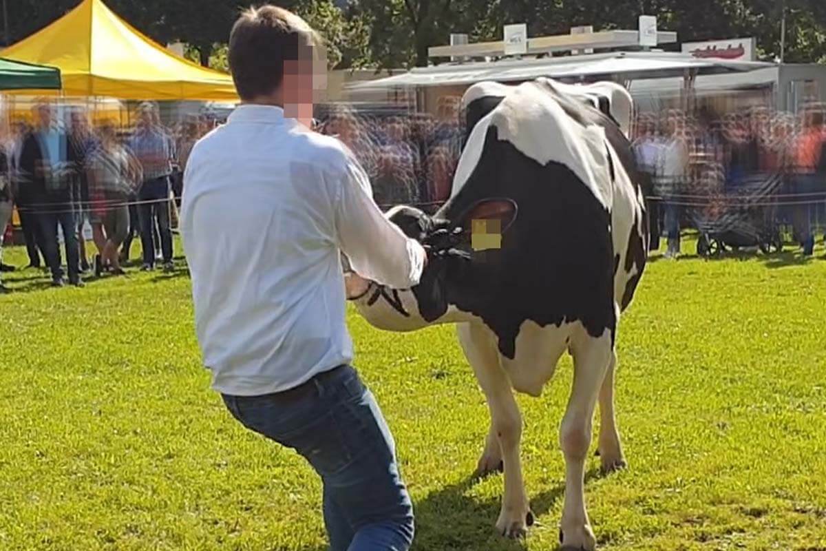 Ein Mann zieht am Geschirr einer Kuh auf einer Wiese.