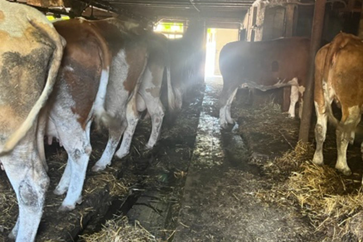 Kühe angebunden im Stall