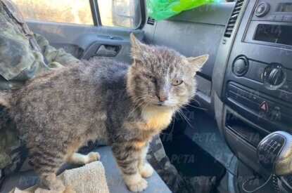 Eine Katze im Auto