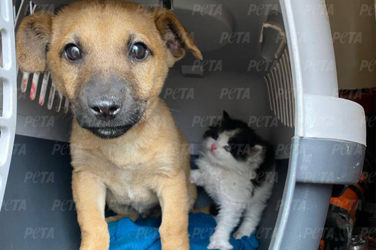 Ein Welpe und eine Katze in einer Transportbox