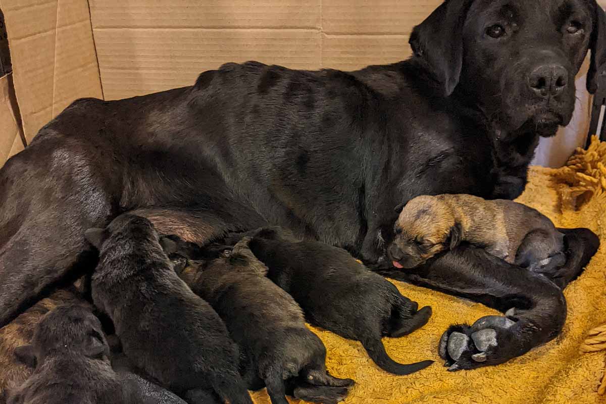 Ein schwarzer abgemagerter Hund liegt in einer Box mit Welpen.