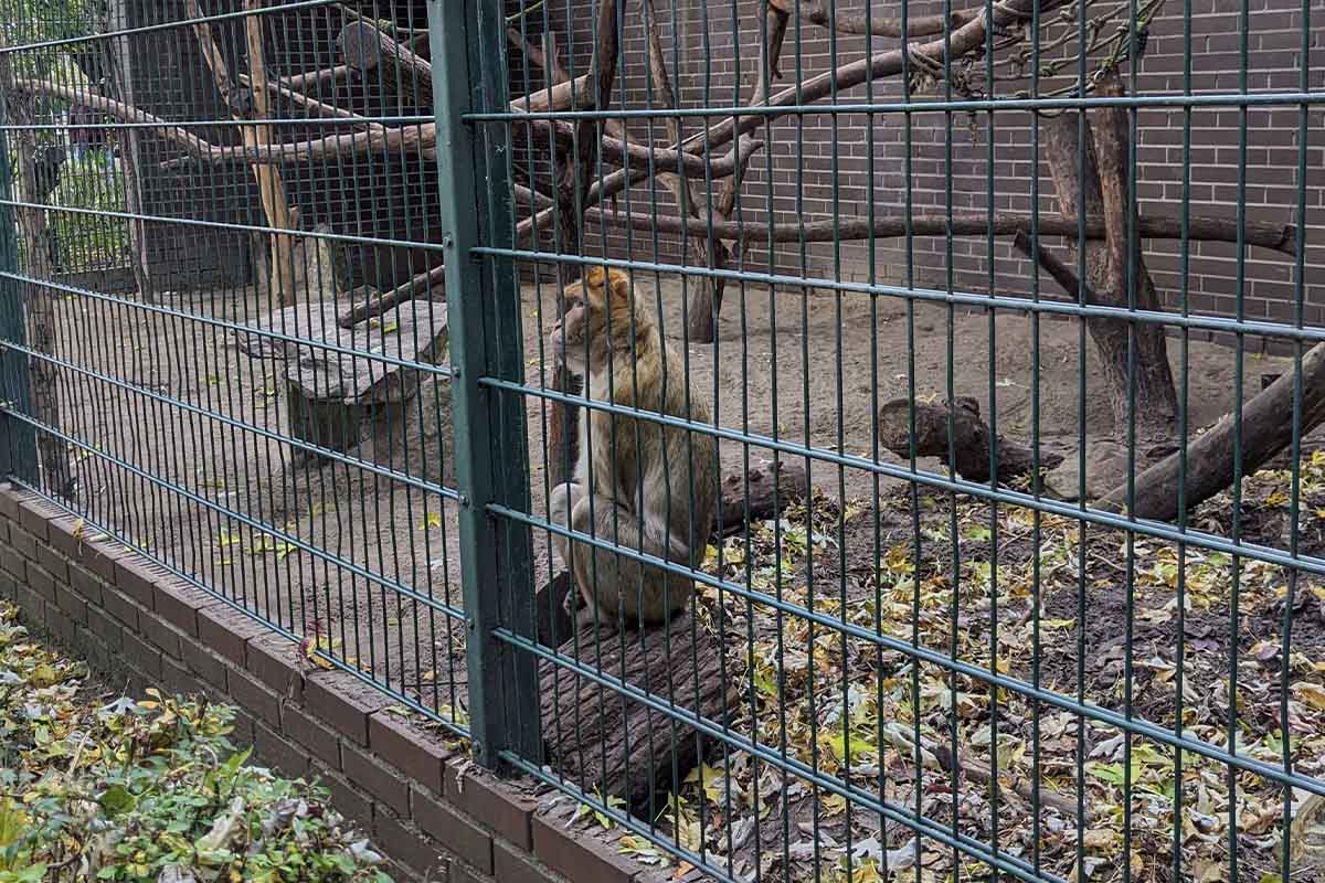 Ein Berberaffe im Tierpark Nadermann