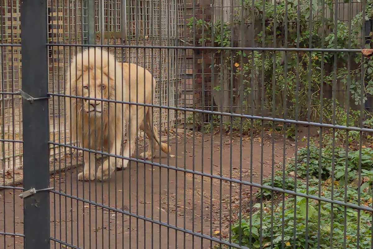 Ein Loewe im Tierpark Nadermann.