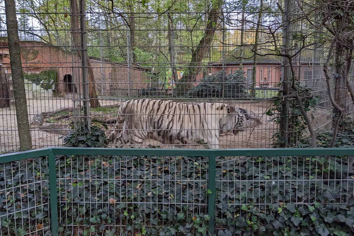 Weisser Loewe im Tierpark Nadermann