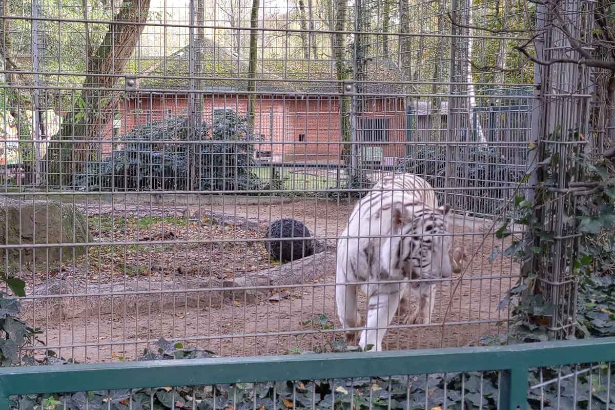 Video: Verhaltensstörungen und skandalöse Tierabgaben im Tierpark