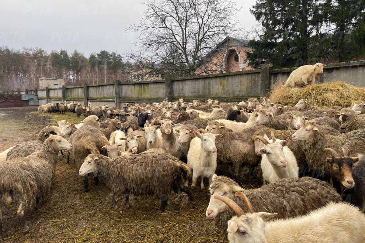 Ziegen und Schafen auf der Wiese