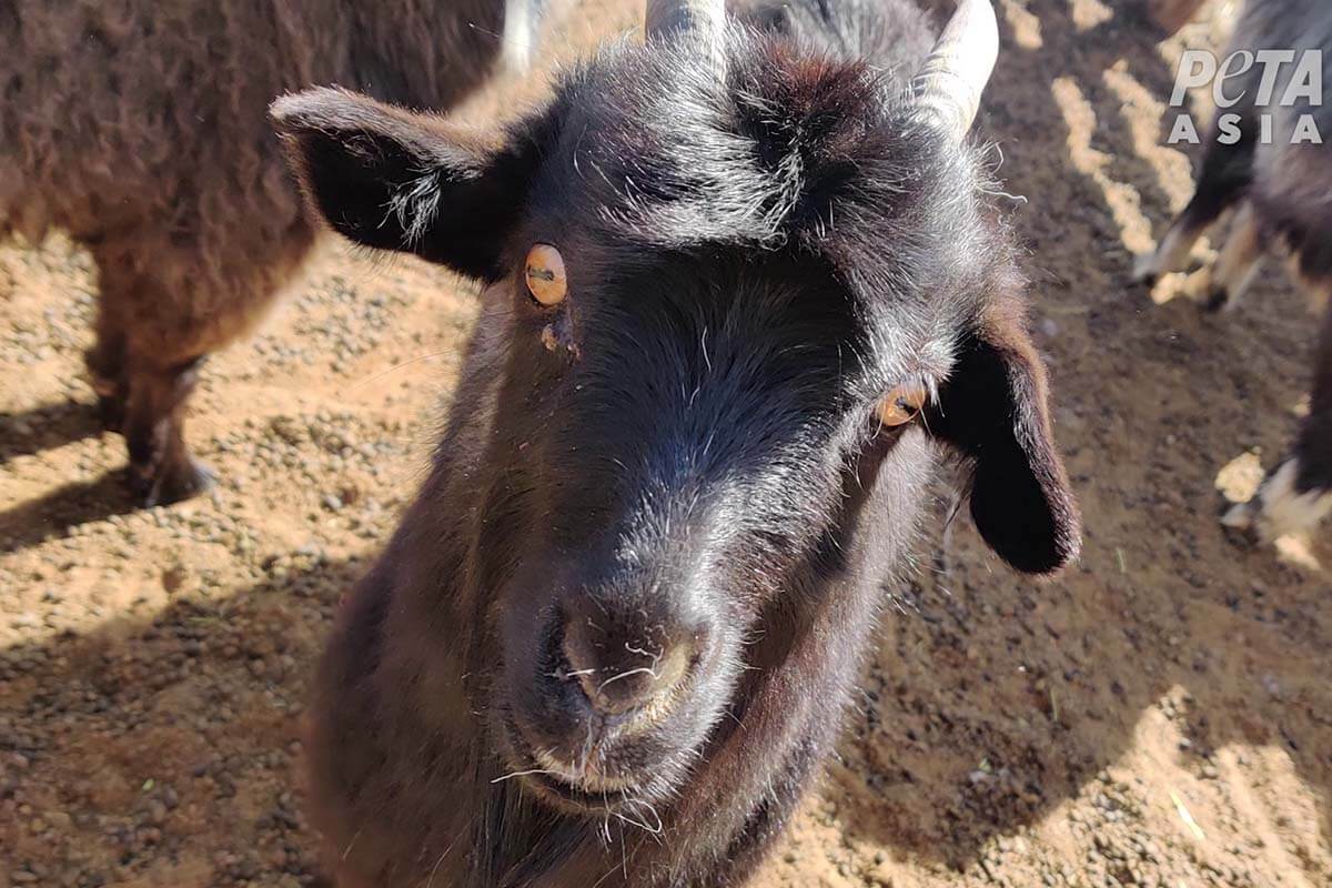 Kaschmir: Wie tierfreundlich und nachhaltig ist Kaschmirwolle?