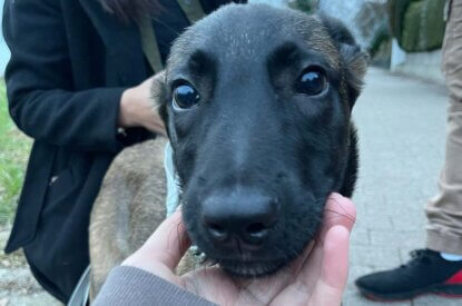 Hundekopf wird in einer Hand gehalten und Hund schaut in die Kamera