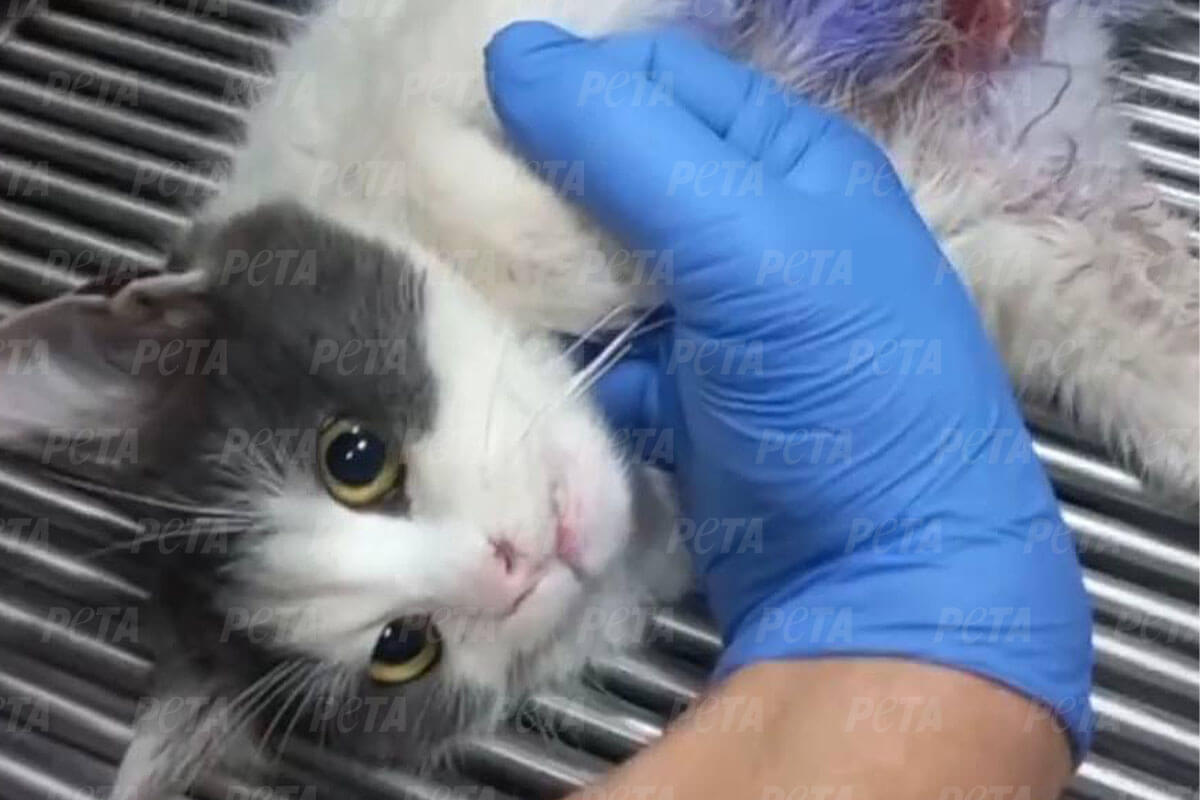 Eine grau-weisse Katze wird medizinisch versorgt auf einem Operationstisch.