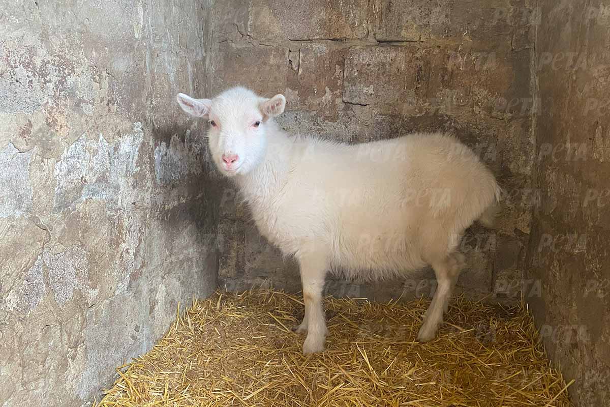 Ein weisses Schaf in einem kleinen Stall mit Streu.