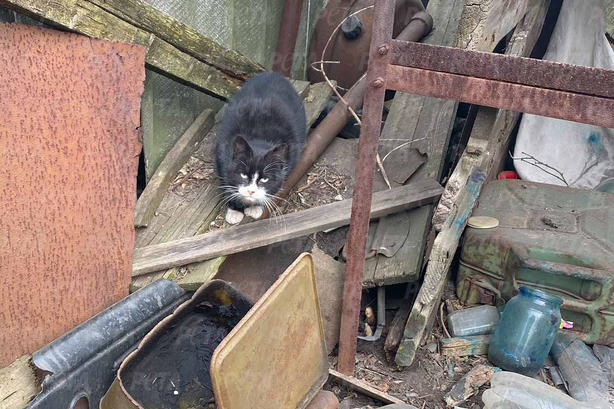 Schwarz-weisse Katze sitzt inmitten von Unrat.