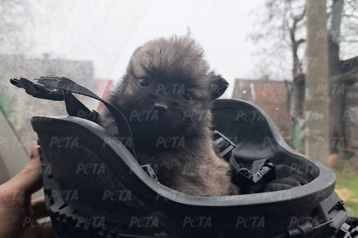 Ein Hundewelpe sitzt in einem Schutzhelm.