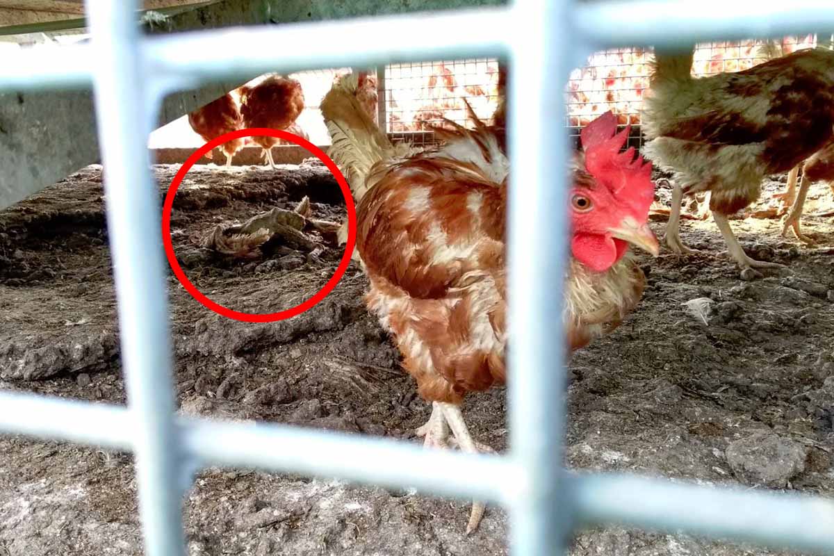 Tote Hennen in Mobilstall gefunden: PETA erstattet Anzeige