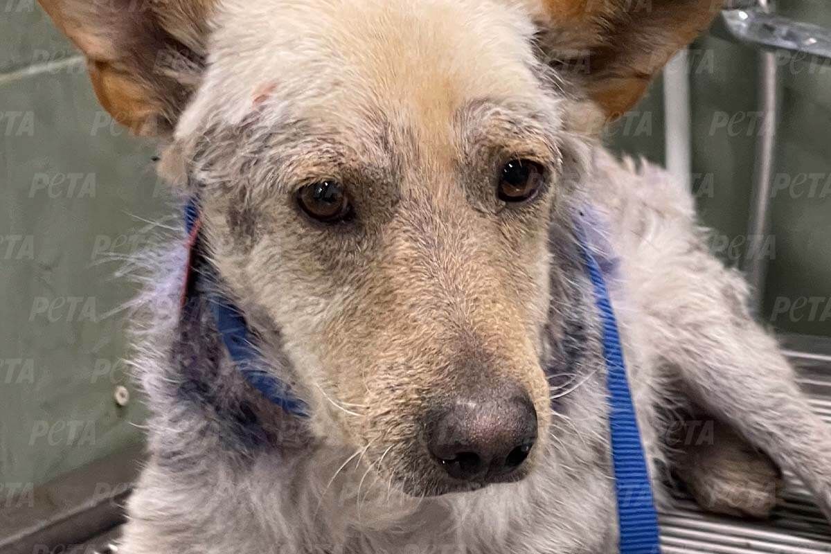 Kahl geschorener Hund mit blauer Leine liegt auf einem Tisch.