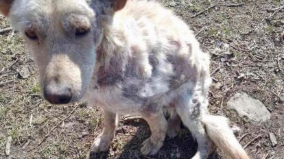 Abgemagerter Hund mit weissem kahlem Fell sizt auf einem Waldboden.