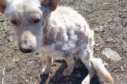 Abgemagerter Hund mit weissem kahlem Fell sizt auf einem Waldboden.