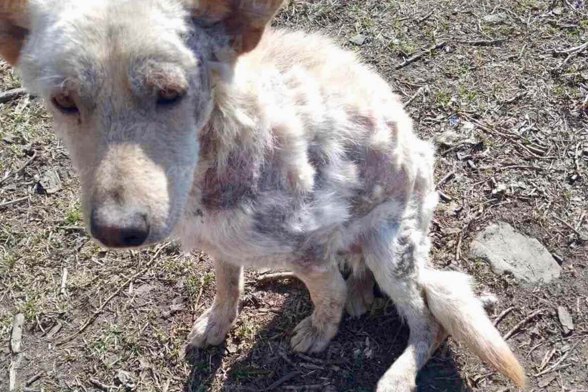 Abgemagerter Hund mit weissem kahlem Fell sizt auf einem Waldboden.