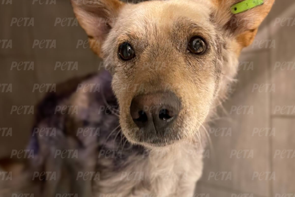 Hund mit braun-schwarzem, kahlen Fell steht vor einer Fliesenwand.