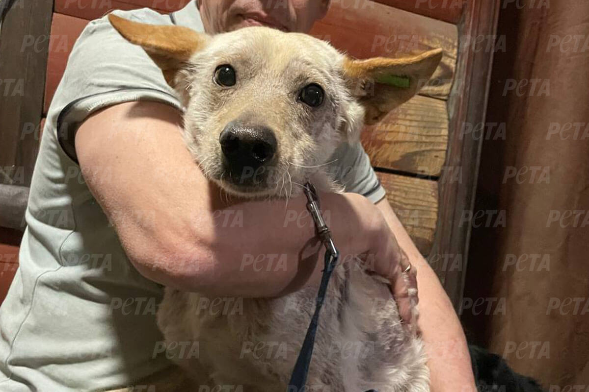 Hund mit hellem, kahlen Fell sitzt auf dem Schoss einer Person vor einer Holzwand.