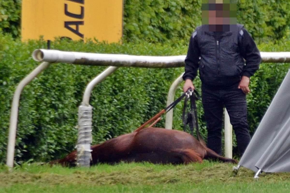 Grausame Bilder: Pferd stürzt auf Düsseldorfer Rennbahn und wird getötet