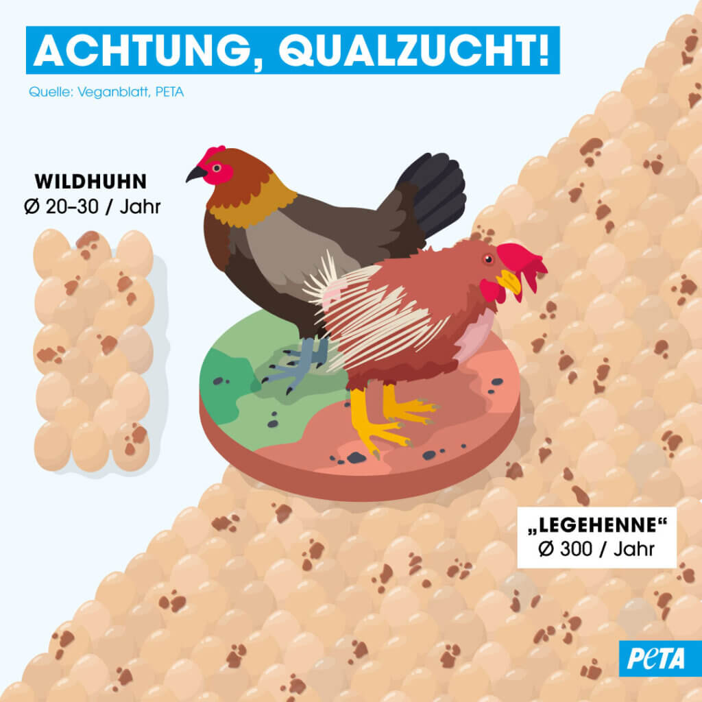 Infografik Qualzucht Legehenne