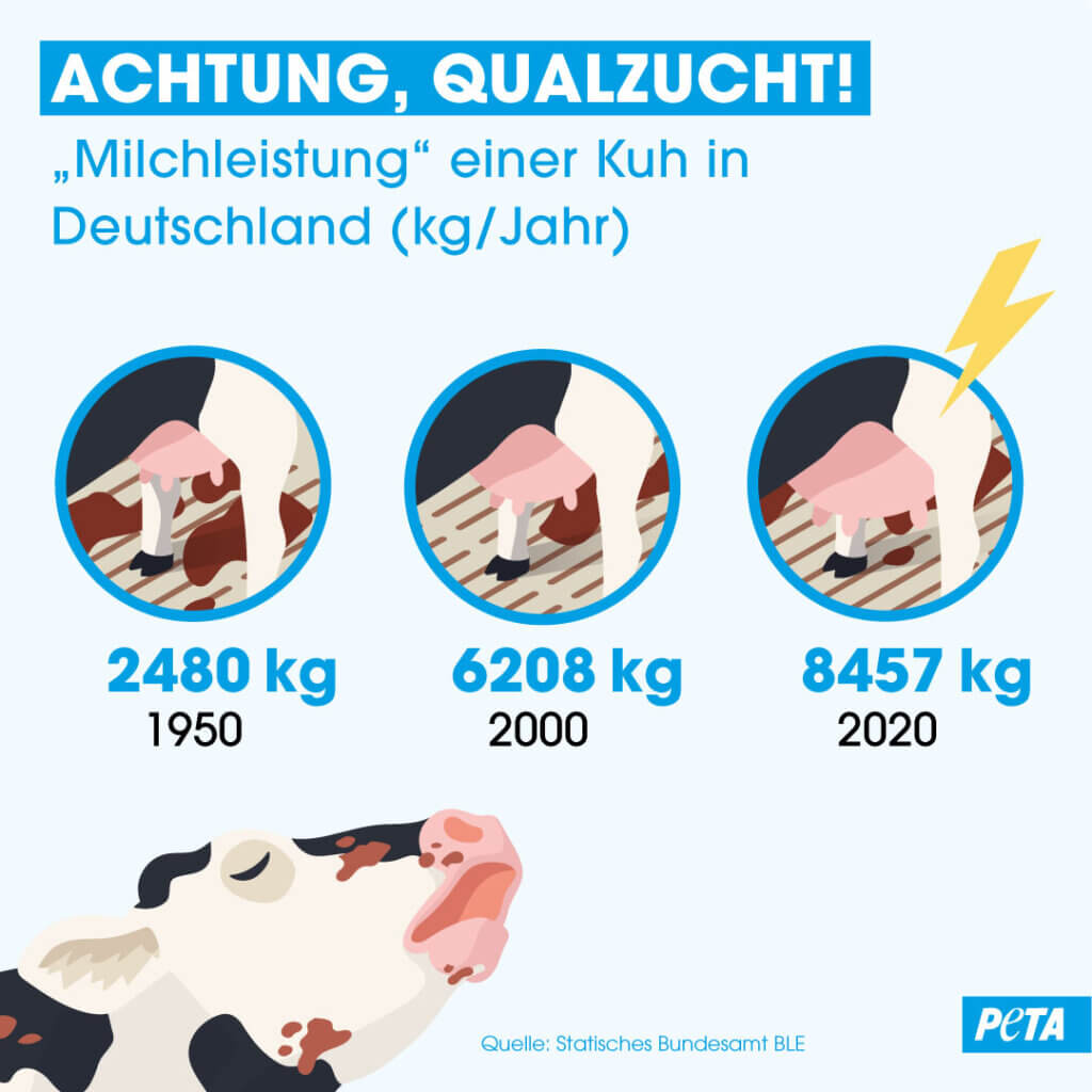 Infografik Qualzucht Kuehe