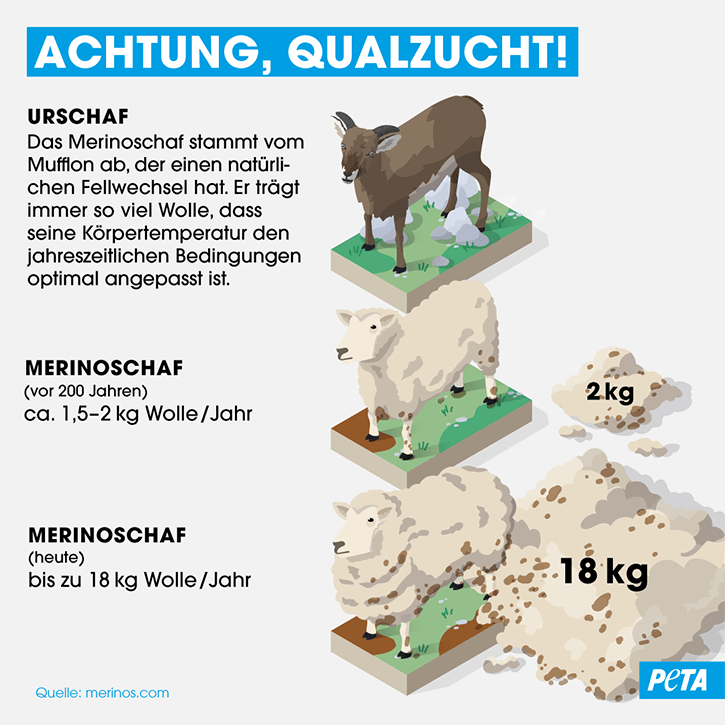 Grafik Qualzucht Schaf