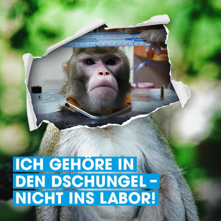 Grafik. Gegen Tierversuche an Affen