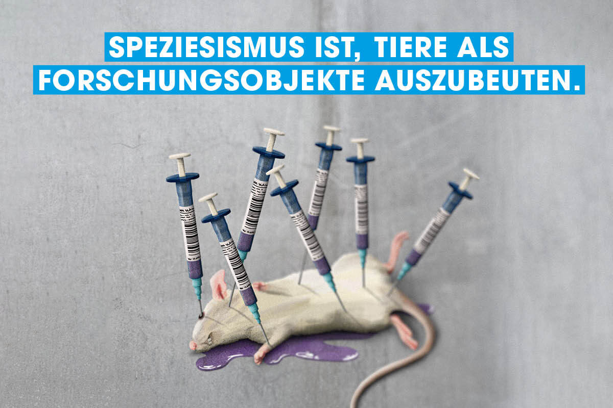 Grafik. Ratte mit Spritzen.