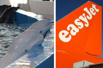 Collage EasyJet und Delfine