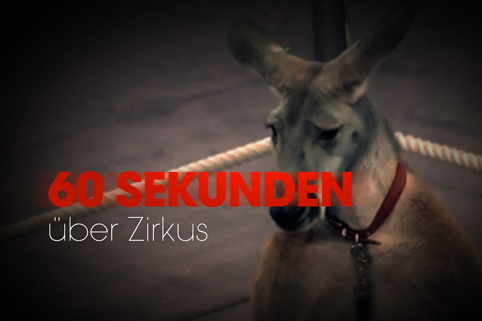 Thumbnail 60 Sekunden über Zirkus