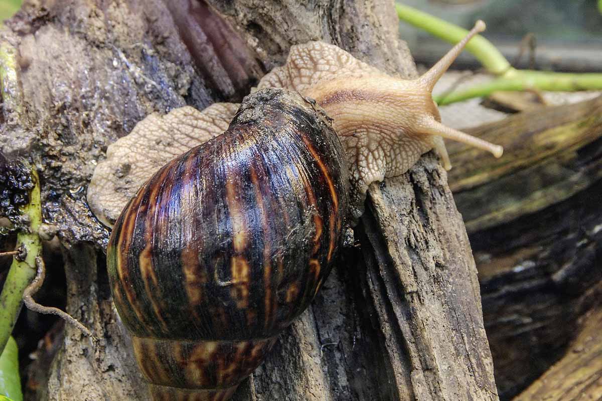 Achatschnecke: Infos zur Haltung von Afrikanischen Riesenschnecken