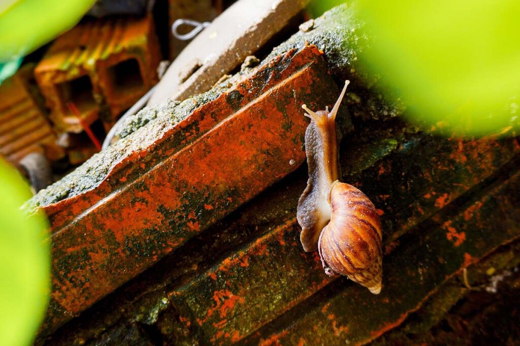 Eine Achatschnecke kriecht ueber einen Stein.