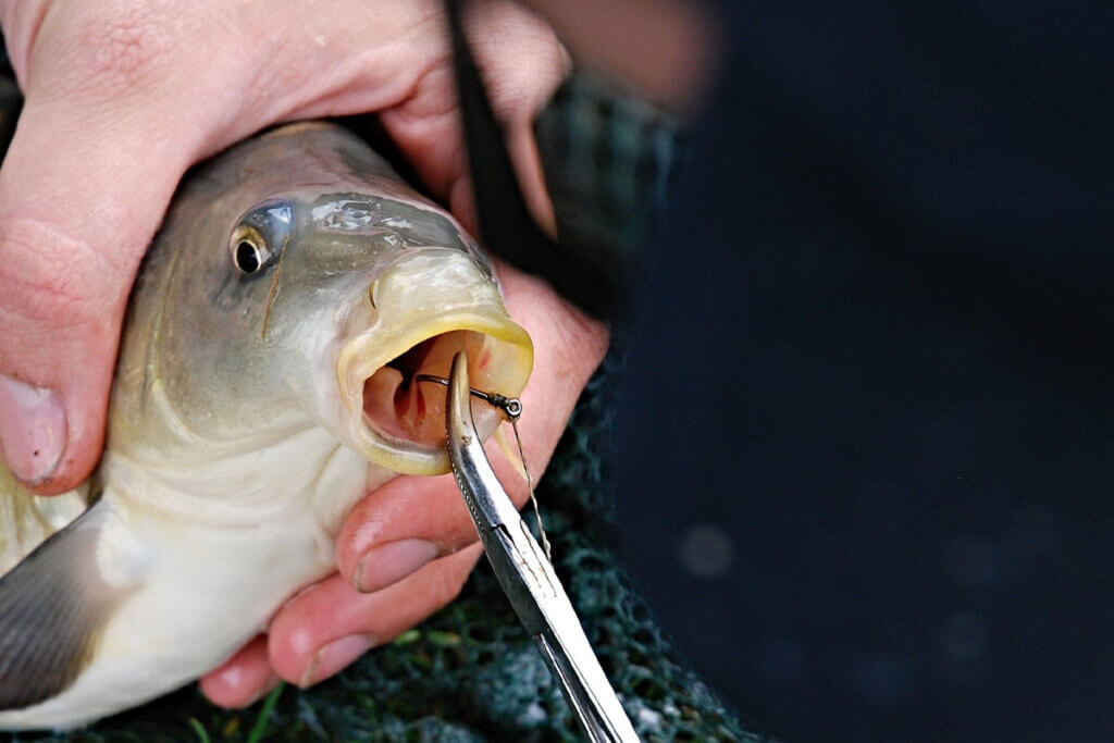 fisch hat ein haken im mund