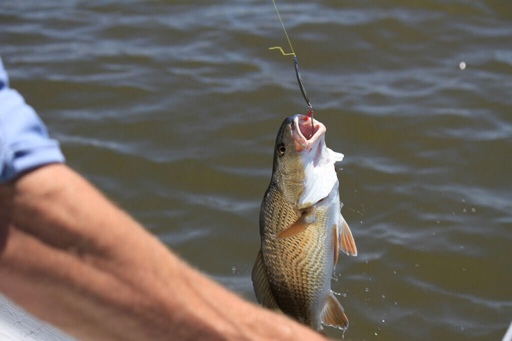 fisch haengt am haken