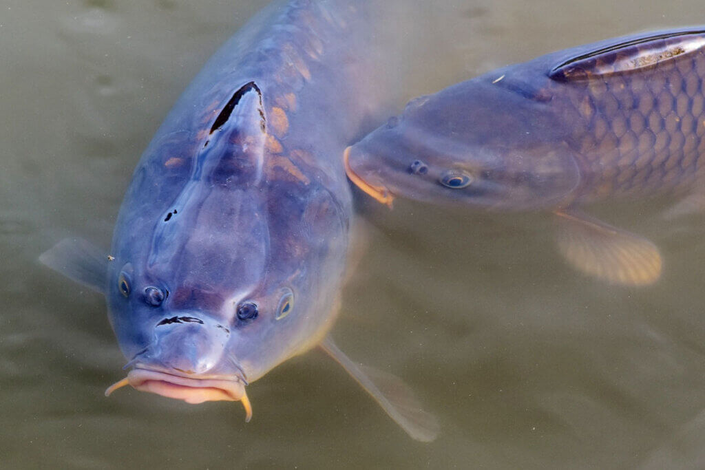 Zwei Karpfen schwimmen im Wasser.