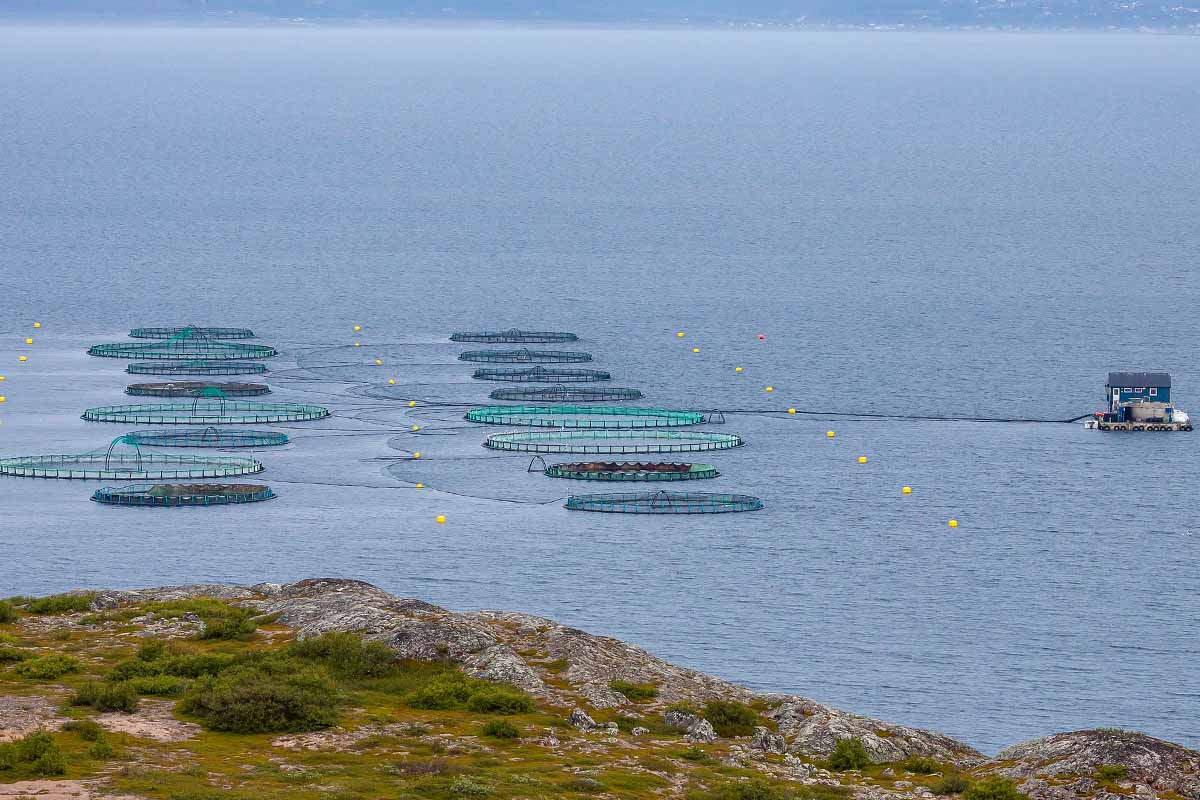 Aquakulturkaefige vor einer Kueste im Meer.