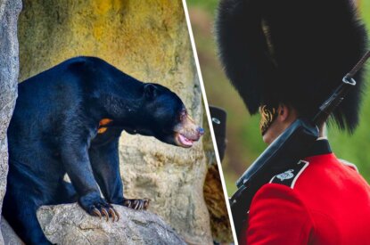 Collage. Links ein Schwarzbaer auf einem Felsen. Rechts eine britische Garde mit Pelzmuetze.