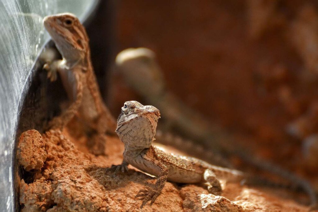 Mehrere Bartagame werden in einem Terrarium gehalten und sitzen auf Steinen.