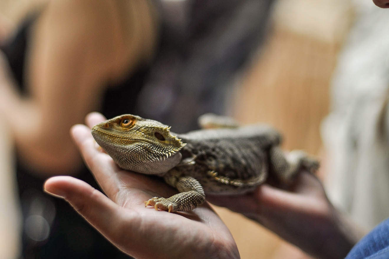 Salmonellen bei Reptilien: Reptilienhaltung begünstigt Zoonosen