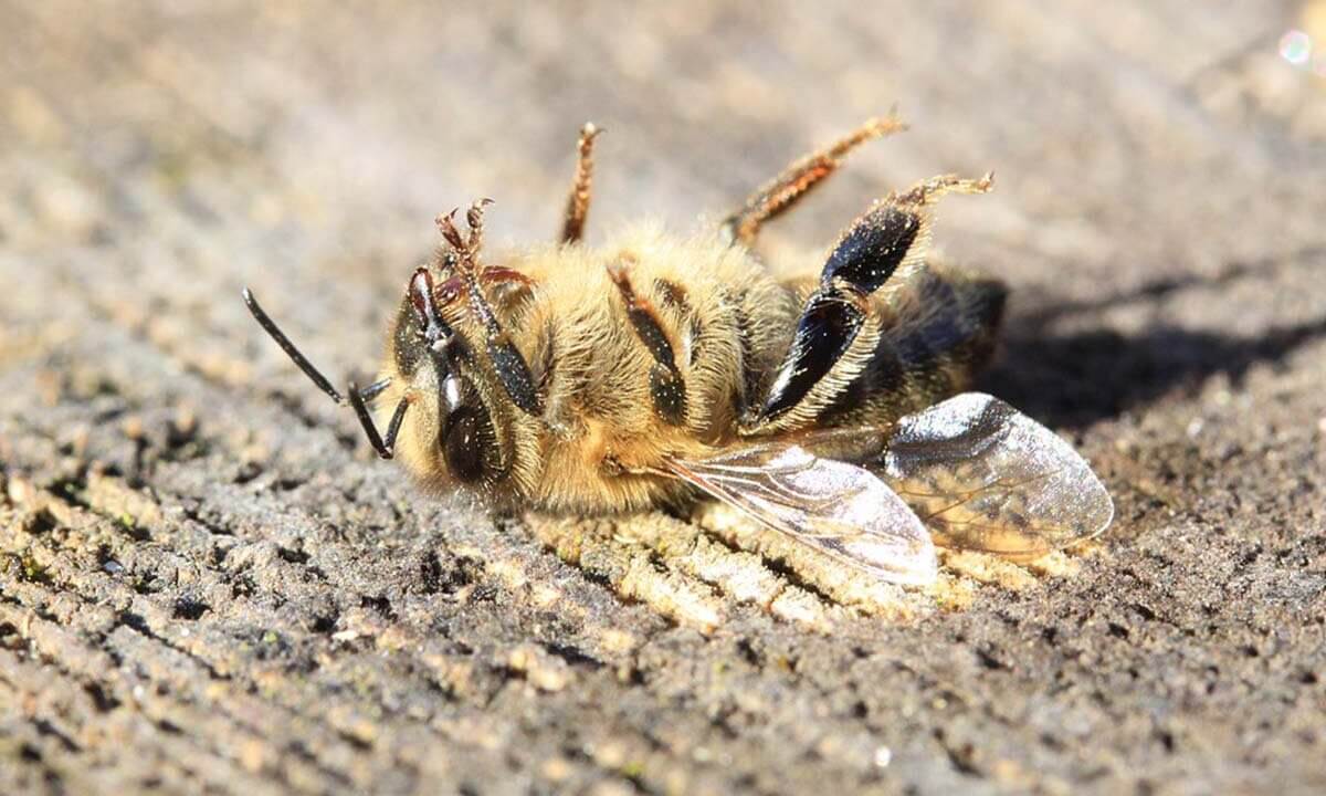 Eine tote Biene liegt auf dem Ruecken.