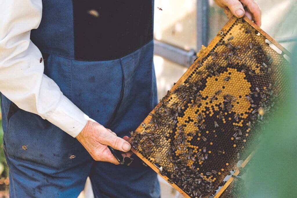 EIn Imker in blauer Latzhose haelt einen Stock mit Bienen in den Haenden.