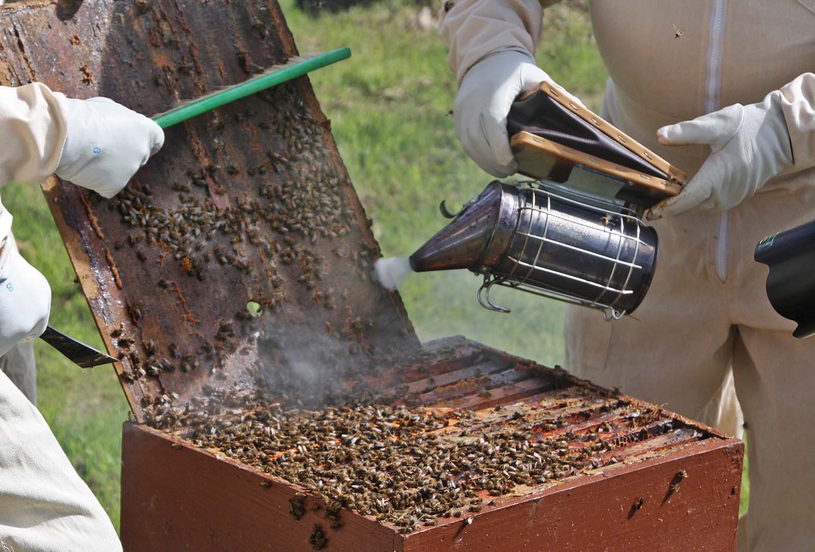 imker räuchern bienenstock ein