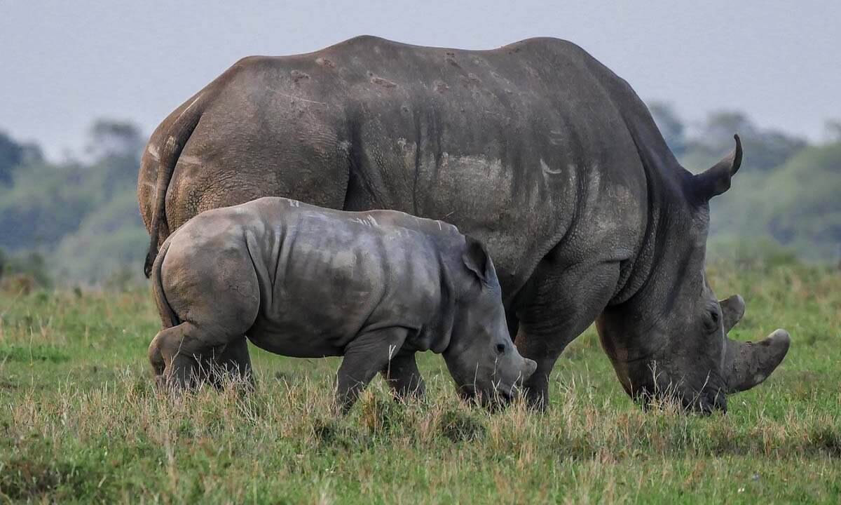 Ein Breitmaulnashorn mit einem Jungtier