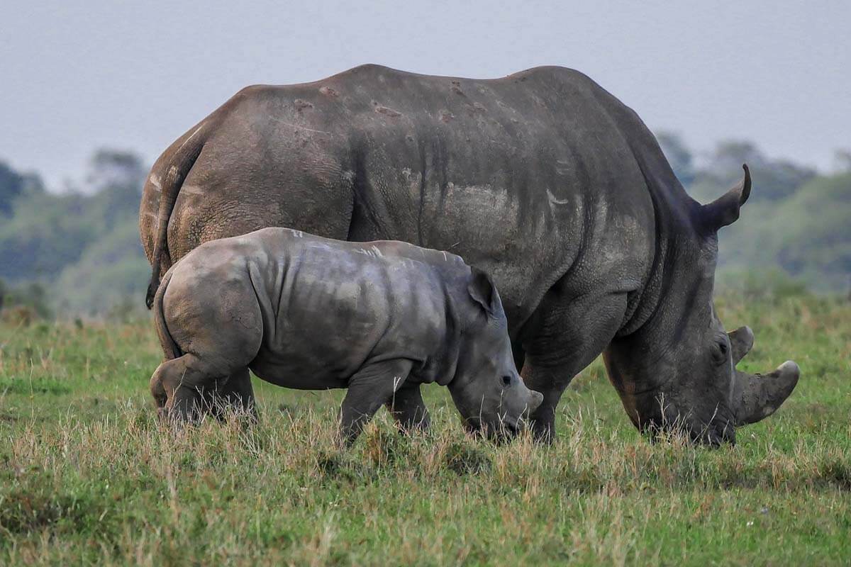 Ein Breitmaulnashorn mit einem Jungtier