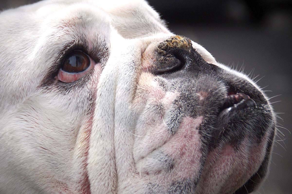 Gesicht einer Bulldogge