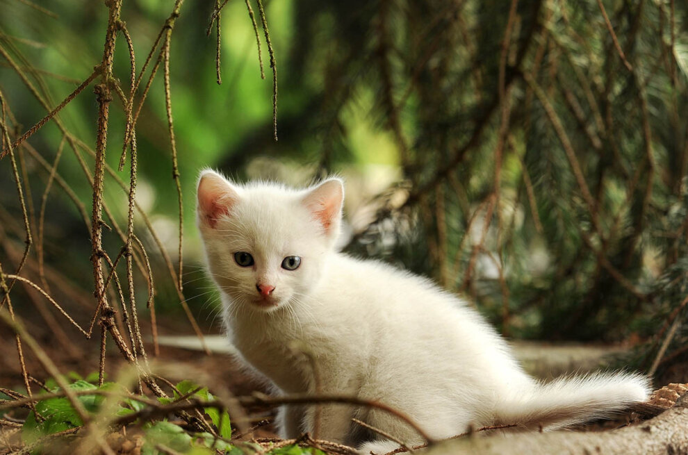 Katze sitzt im Wald