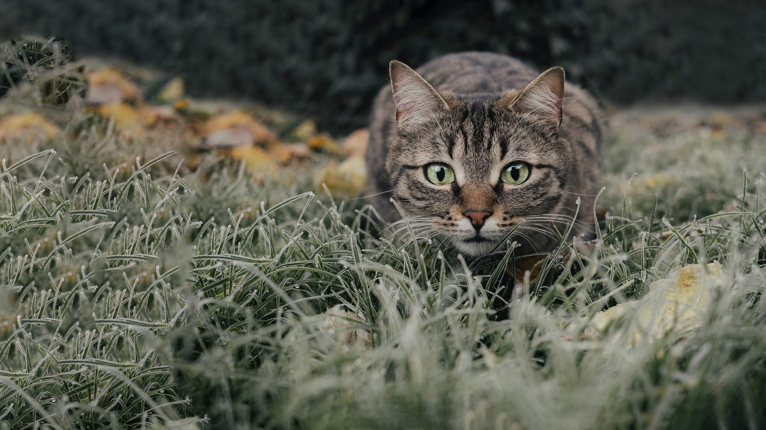 Katze auf Wiese